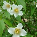 Philadelphus inodorus 'Grandiflorus' P26